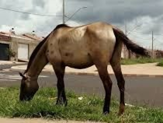  Prefeitura de Mariluz, fará a apreensão de cavalos e éguas que estiverem soltos em vias Públicas