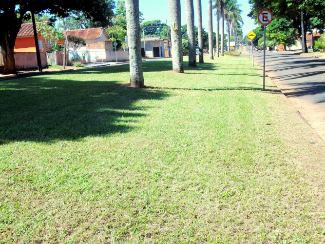 Secretaria de Obras e Viação, realizou poda e limpeza do canteiro central da Avenida dos Coqueiros