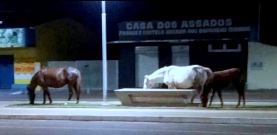 Prefeitura de Mariluz, comunica os proprietários de cavalos e éguas sobre apreensão dos animais 